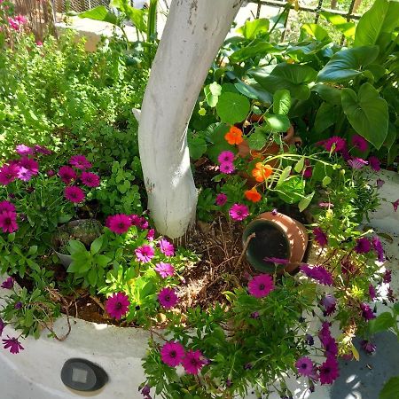Studio In Garden Πόρος Εξωτερικό φωτογραφία